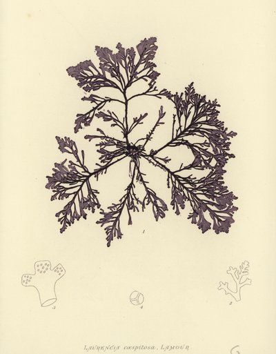 British Sea-Weed by English School
